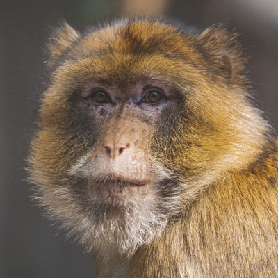 Macaque de Barbarie - De Zonnegloed - Refuge pour animaux